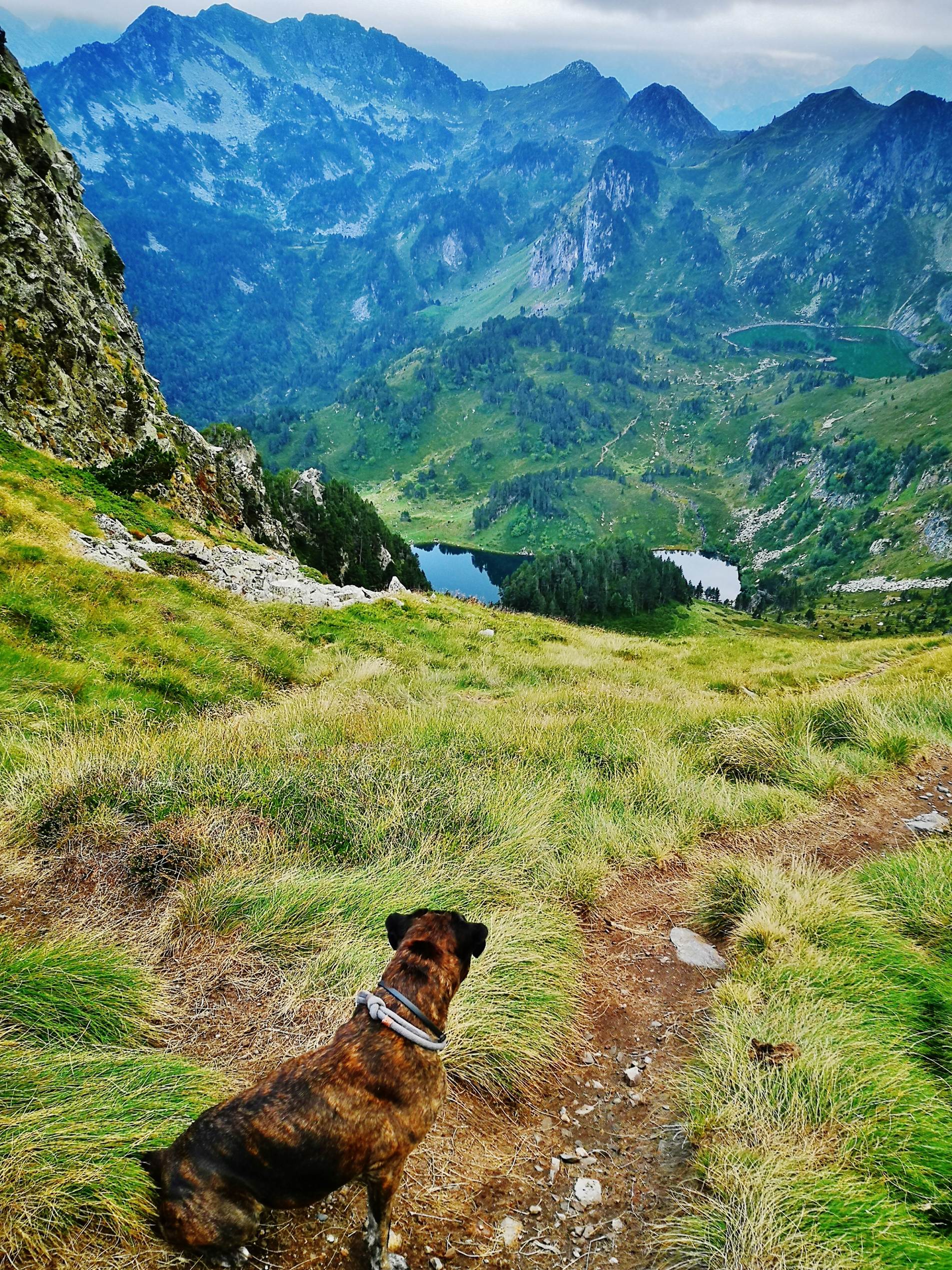 Une image contenant herbe, ext�rieur, montagne, chien

Description g�n�r�e automatiquement