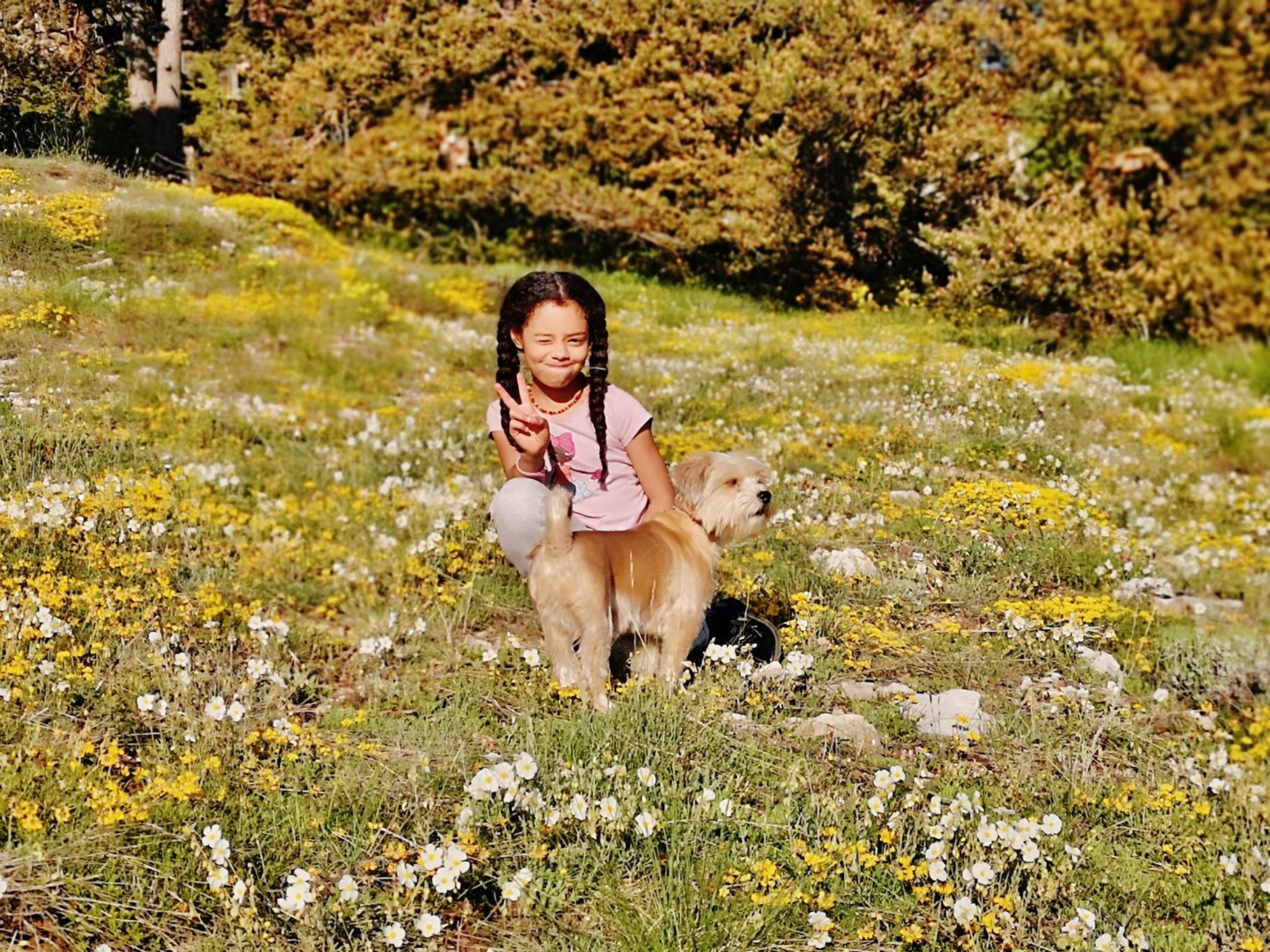 Une image contenant herbe, ext�rieur, champ, mammif�re

Description g�n�r�e automatiquement